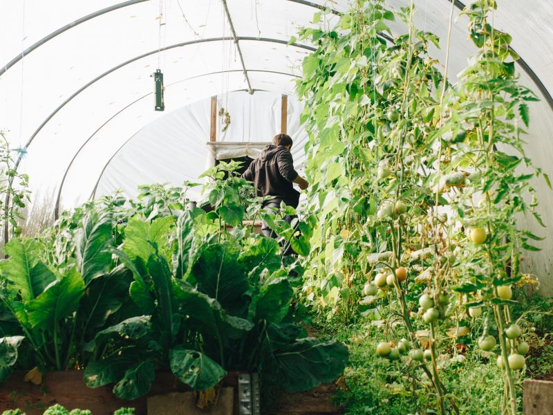 agriculture-botanical-conservatory-1084540